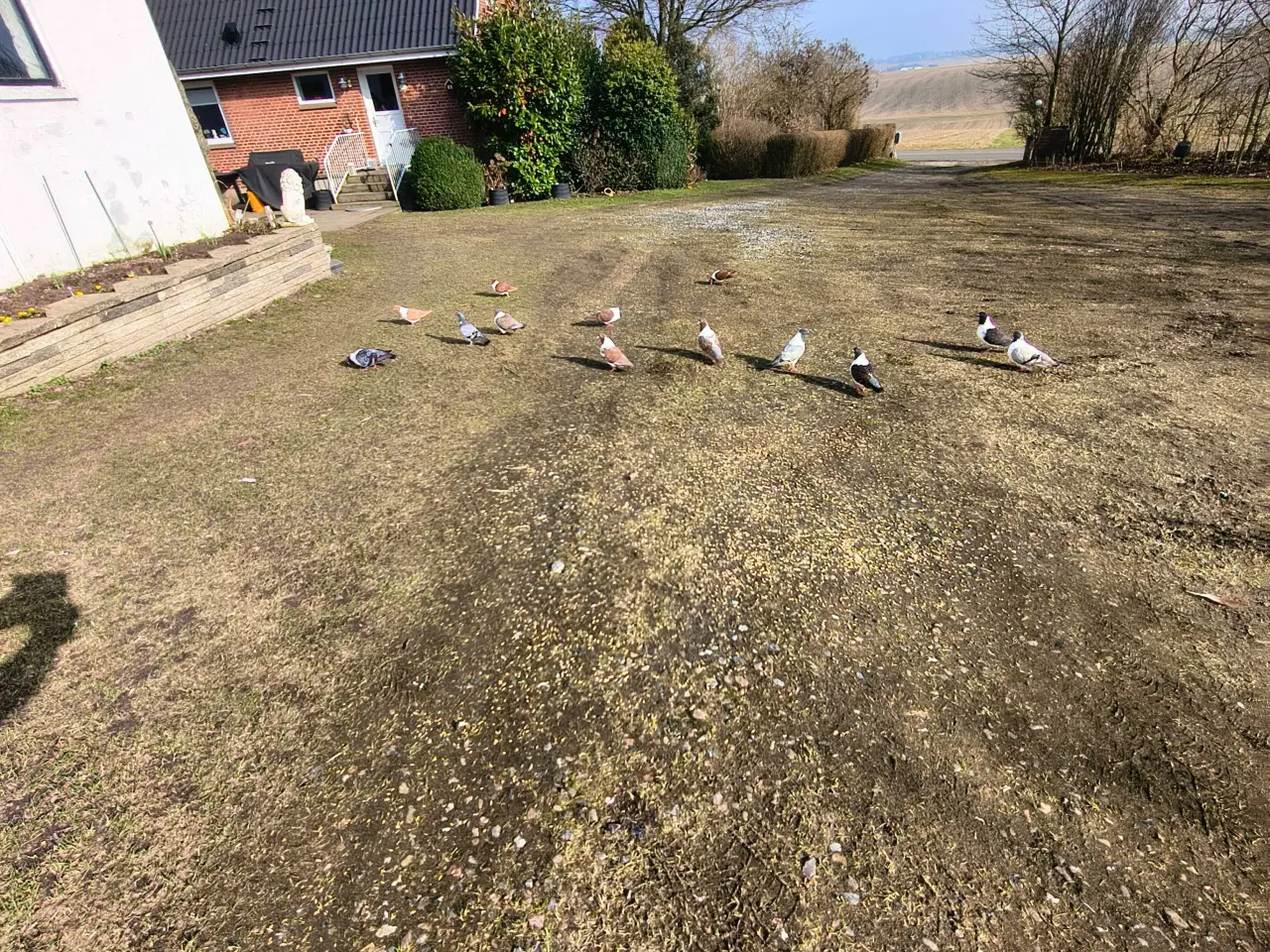 Billede 2 - Strasse i flere farver 