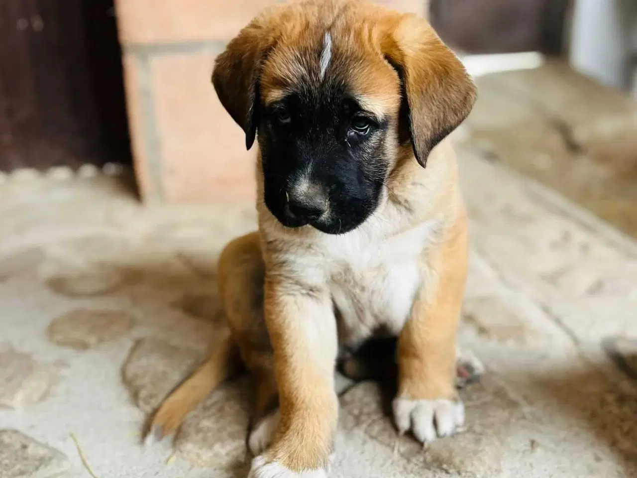 Billede 3 - Mastif hundehvalpe