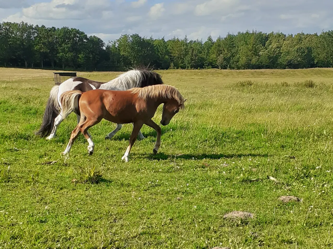 Billede 7 - Pony ,Pinto /araber hingst plag 