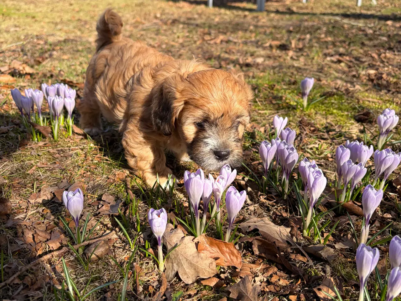 Billede 12 - Bichon havanise og Coton de Tulear blanding 