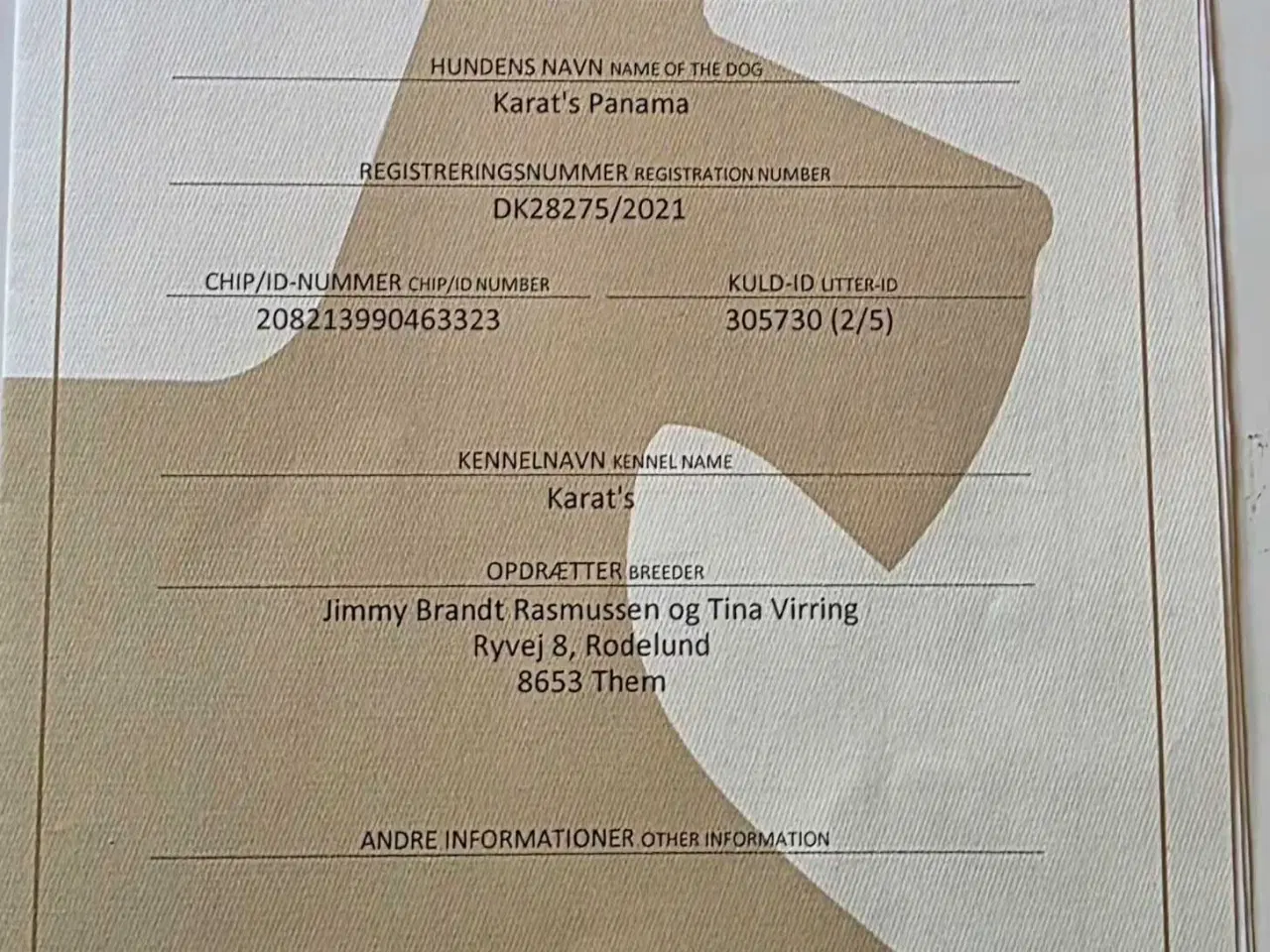 Billede 10 - Schæfer Hvalpe til salg