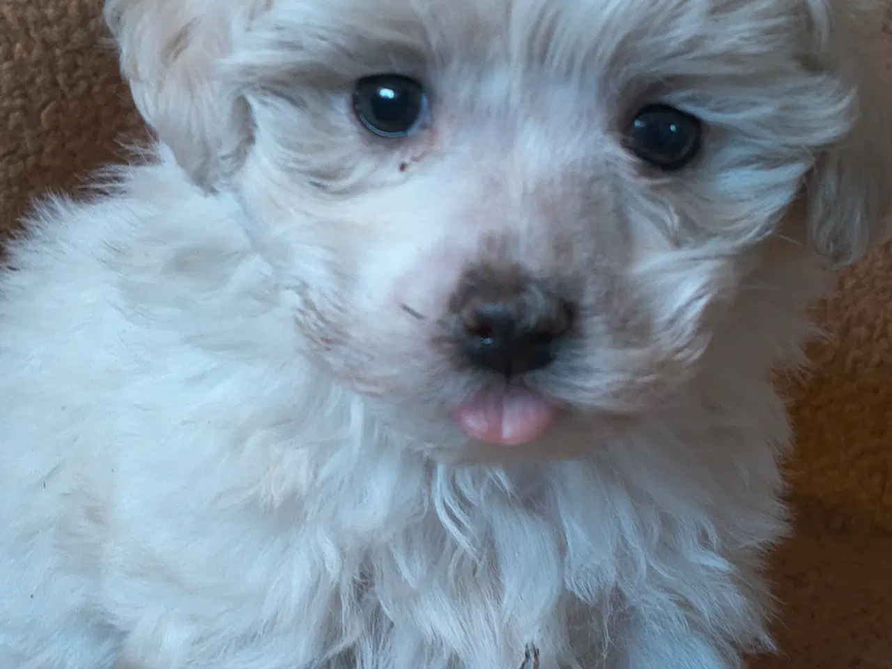 Billede 5 - Maltipoo - malteser hvalpe