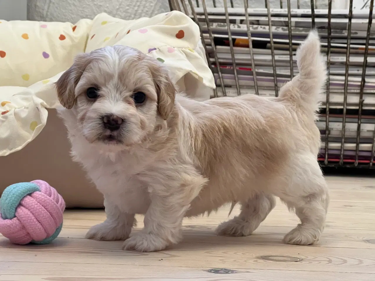 Billede 19 - Smukke Bichon Havanais 