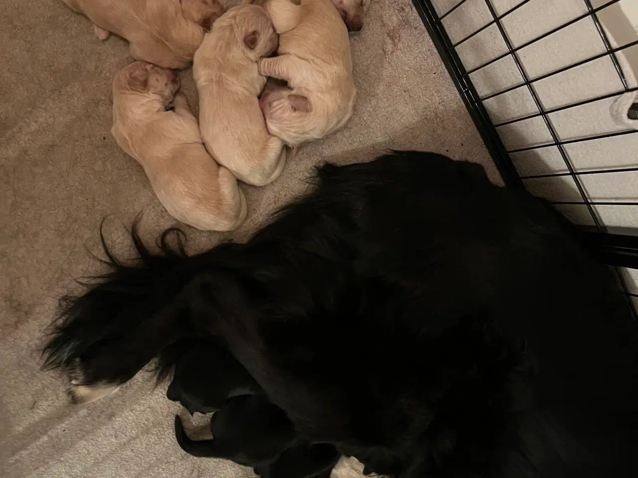 Billede 5 - Super søde familiehunde