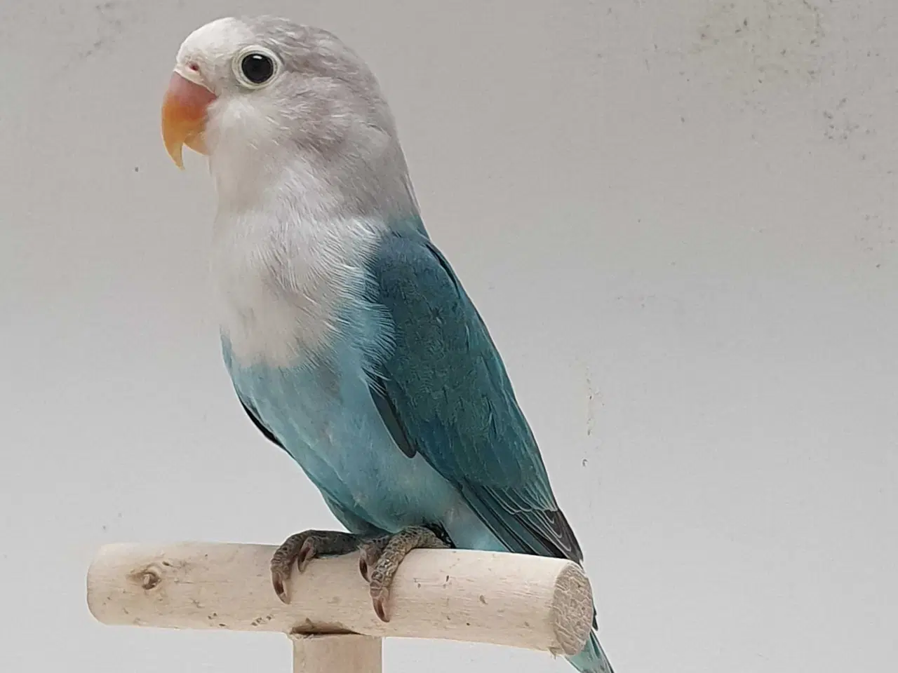 Billede 3 - Flot Dværgpapegøje Blå/Opaline
