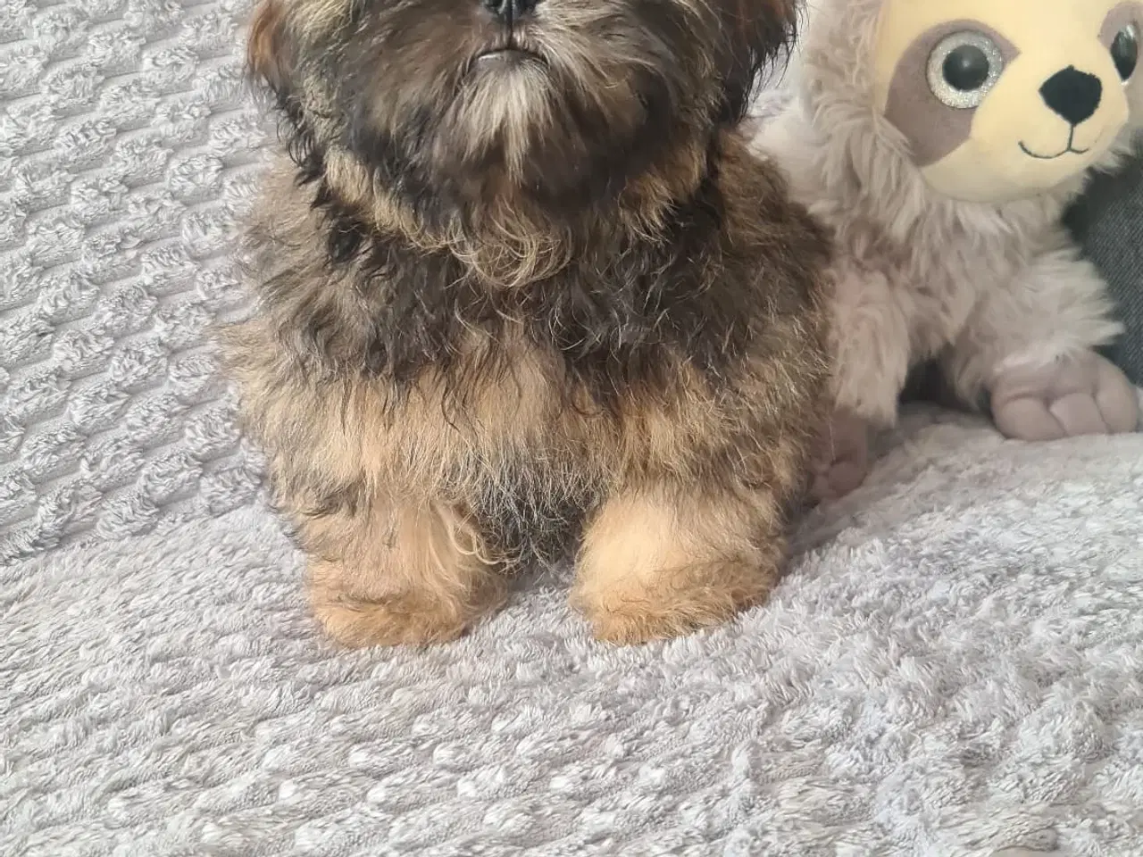 Billede 1 - Shih TZu Hvalpe hunhund