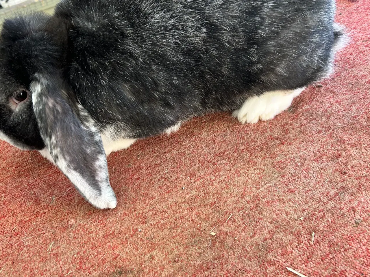 Billede 4 - Tre hun Kanine 