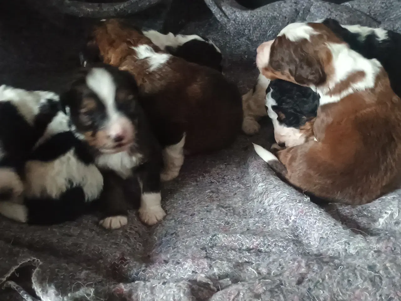 Billede 10 - Cocker Spaniel 