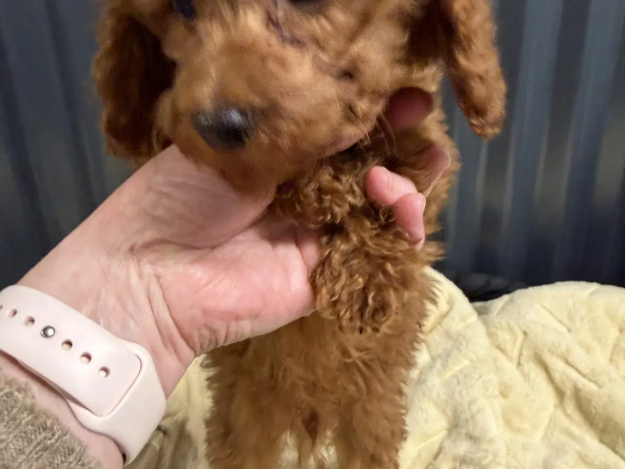 Billede 5 - Amerikanske Cockapoo ministure 