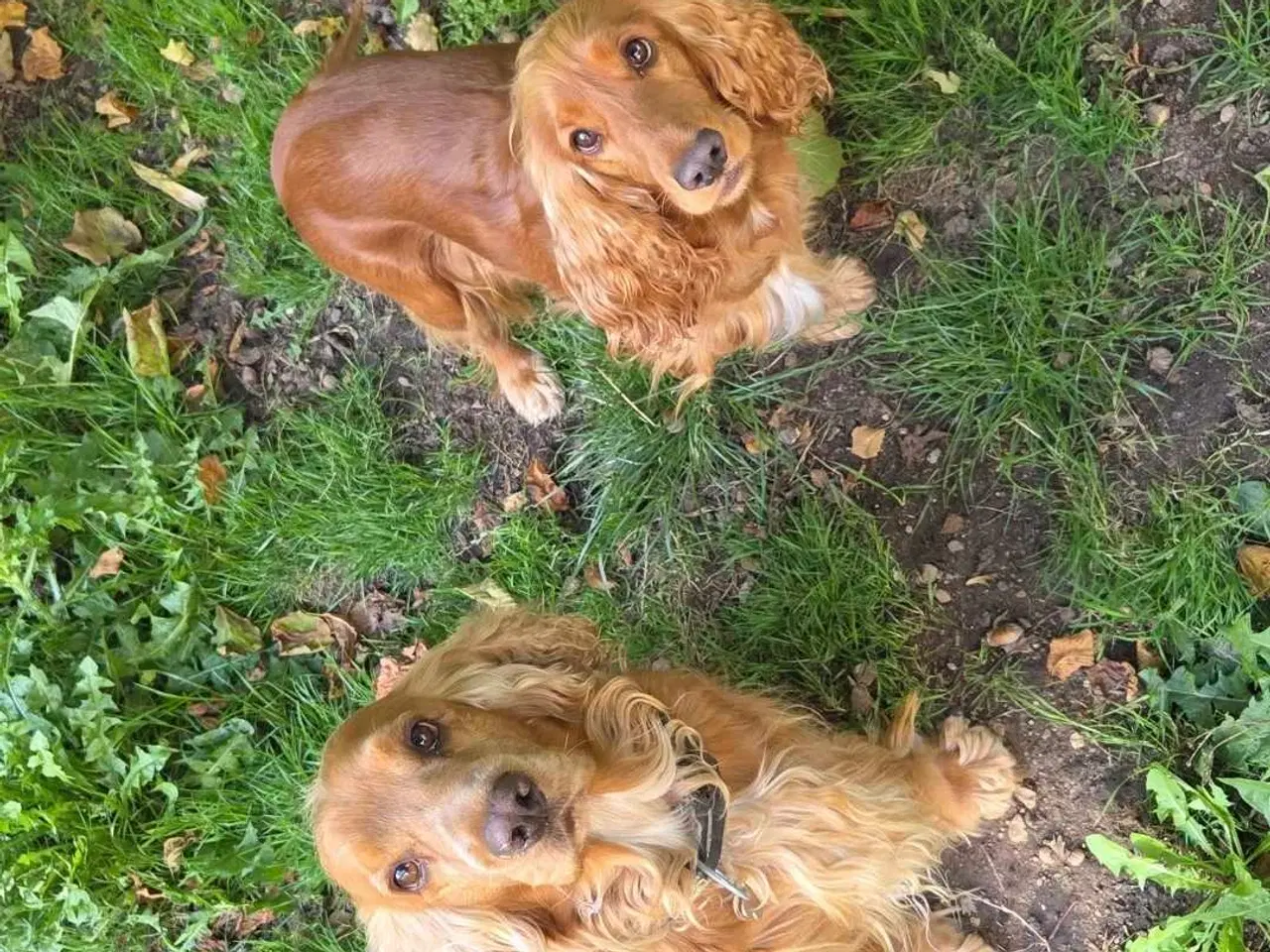 Billede 2 - Smukke Engelske Cocker Spaniel hvalpe