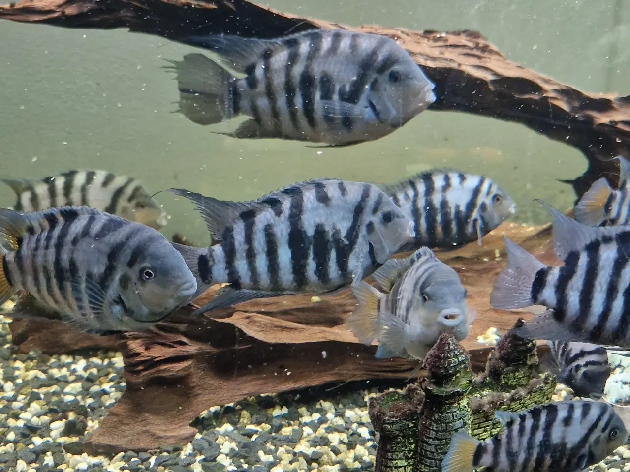 Billede 2 - Zebra cichlider “Amatitlania nigrofasciata”