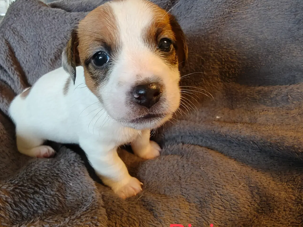 Billede 5 - Lækker Jack Russell Terrier hvalpe