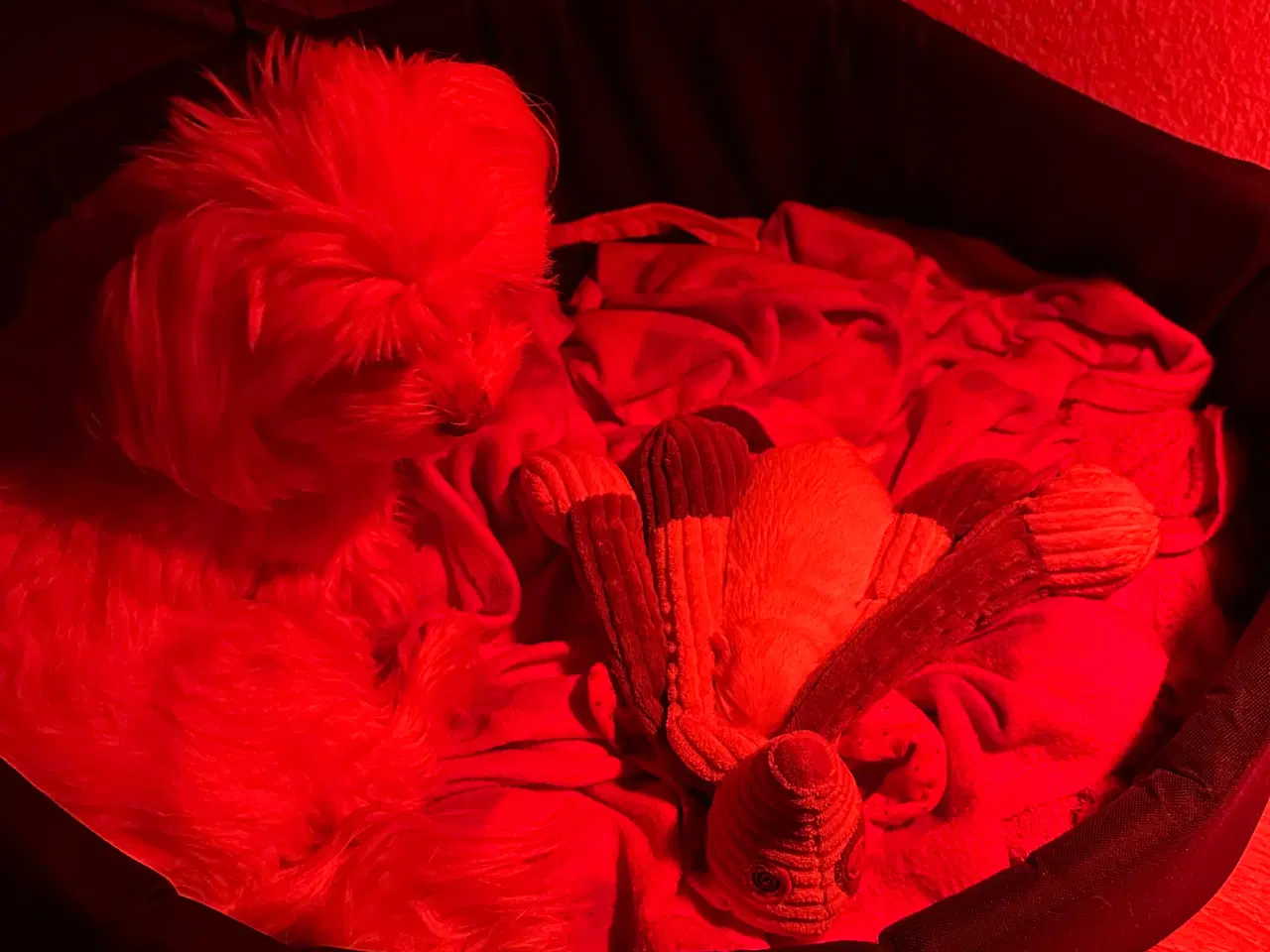 Billede 11 - Malteser hvalp 