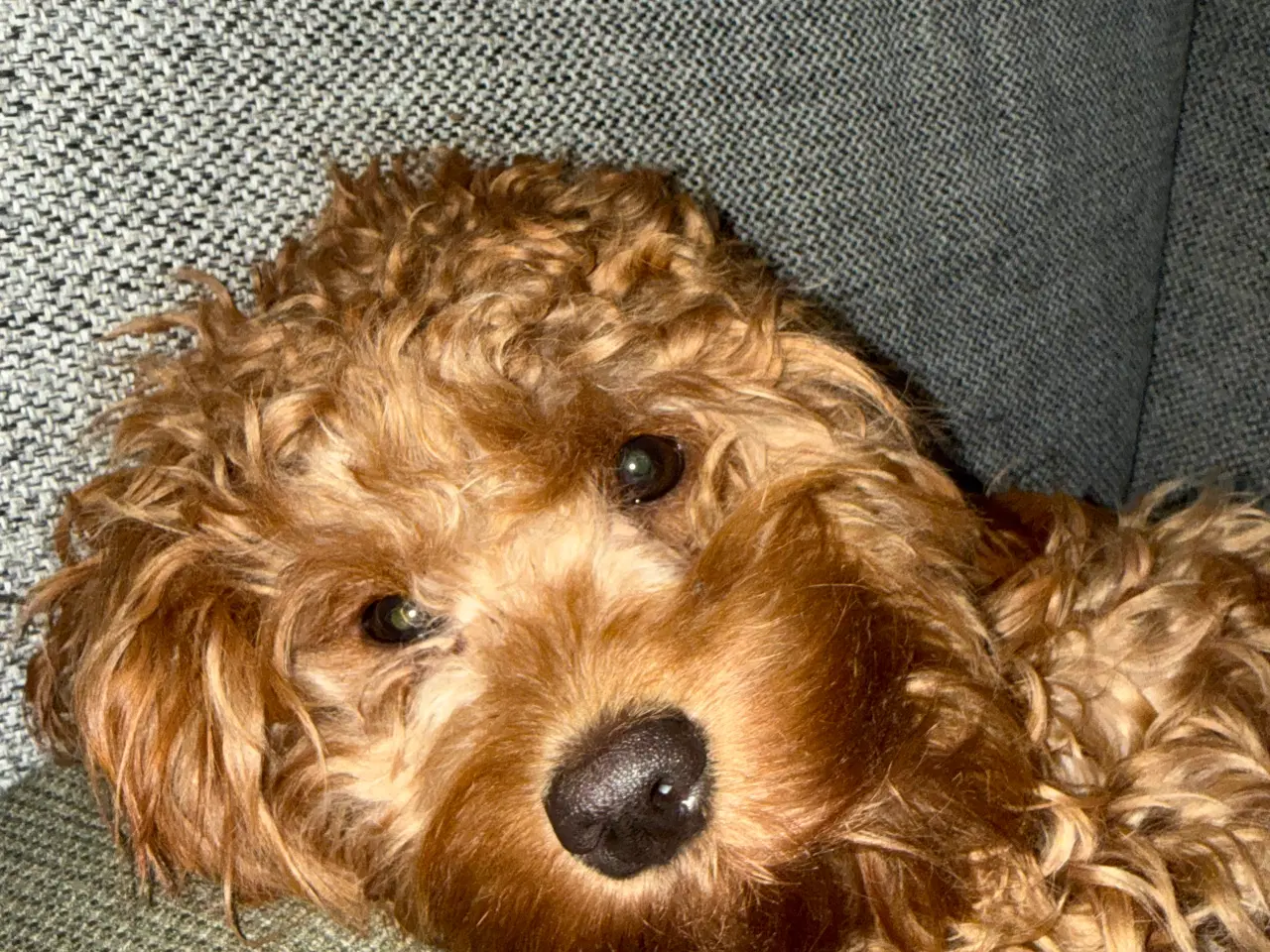 Billede 1 - Cavapoo HUN sælges 