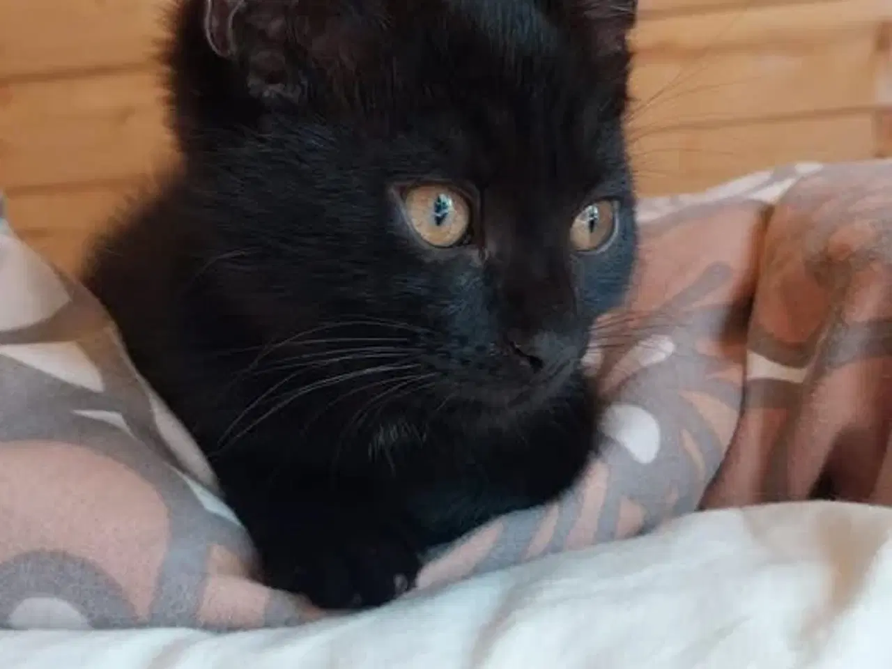 Billede 3 -  KATTE KITTEN PERSIAN MIX