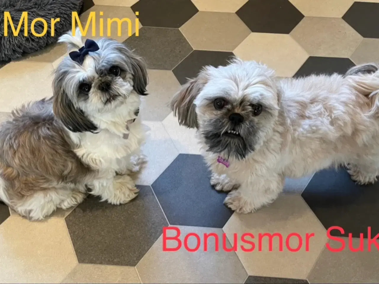 Billede 15 - 4 små Shih Tzu hvalpe mangler nye hjem🐶
