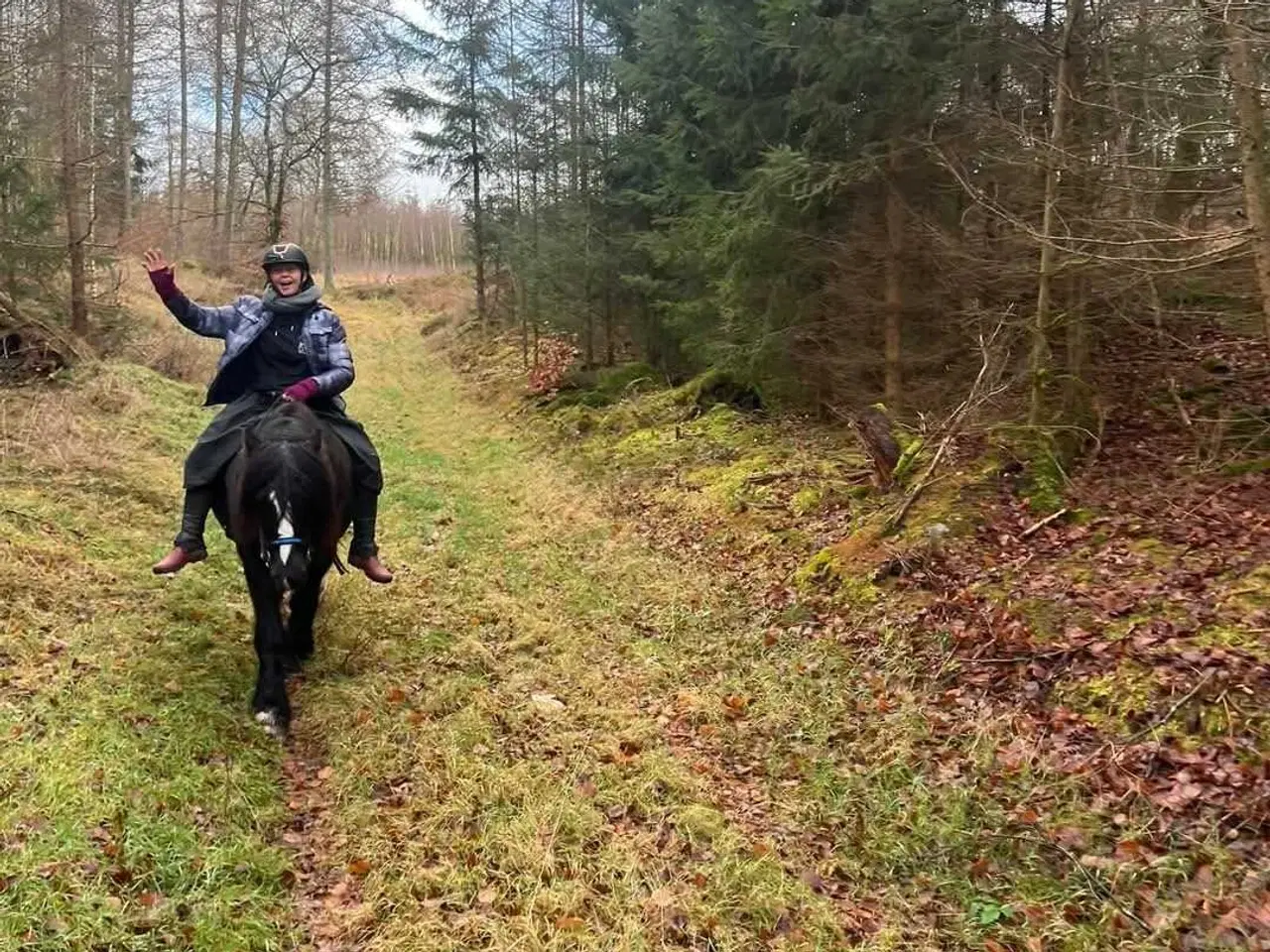 Billede 10 - Gypsy Vallak 