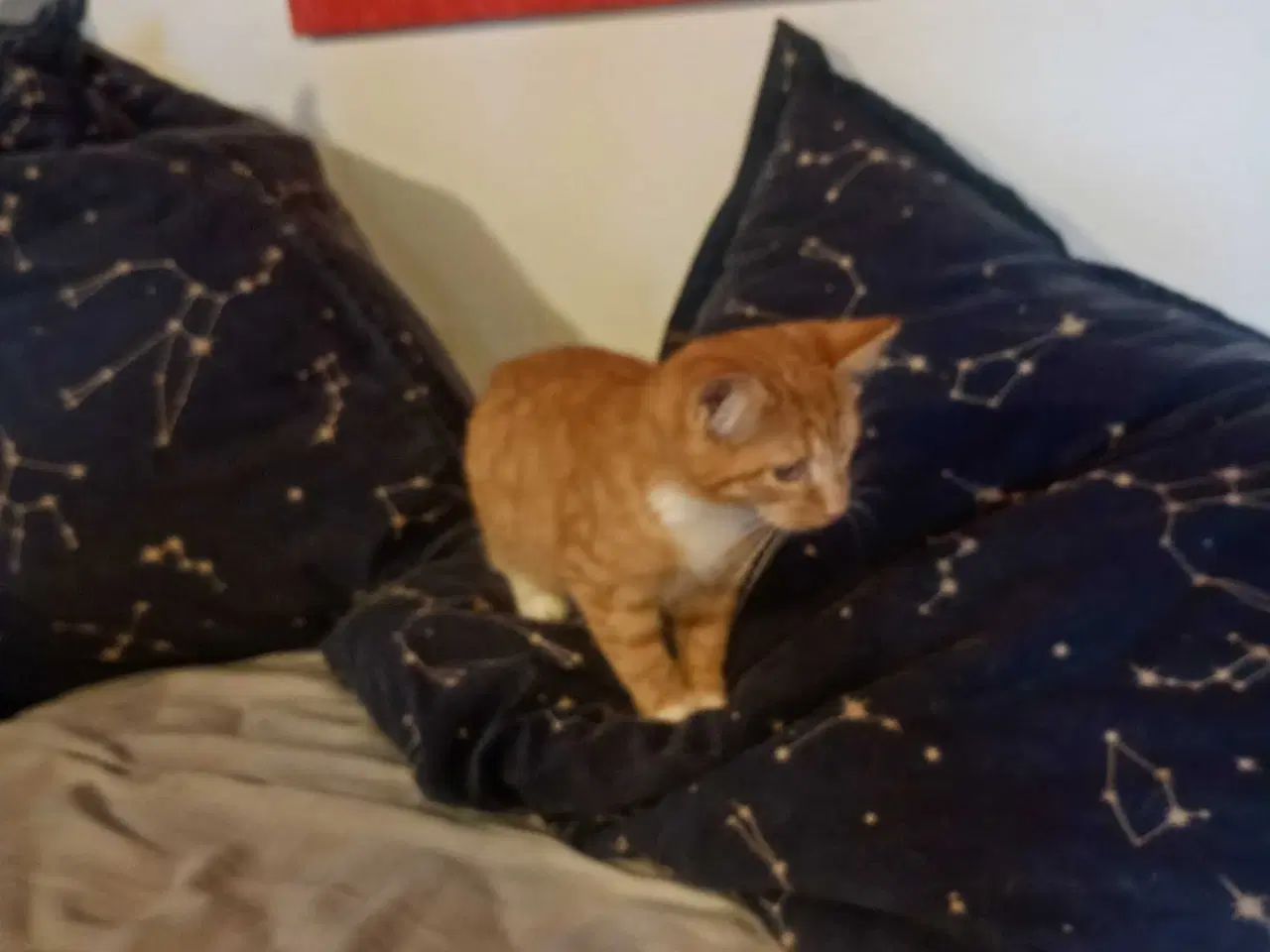 Billede 7 - Rød hun killing