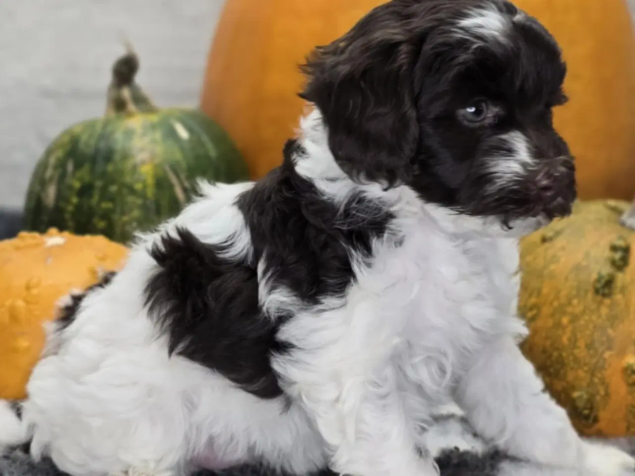 Billede 9 - Havapoo F1B