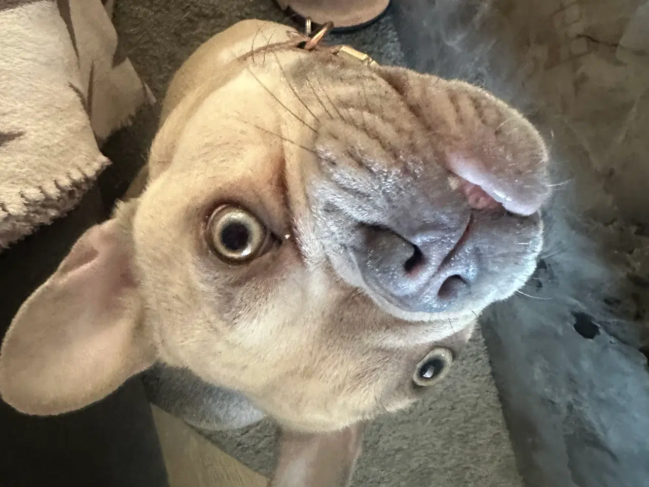 Billede 11 - Den smukkeste blue / zobel 