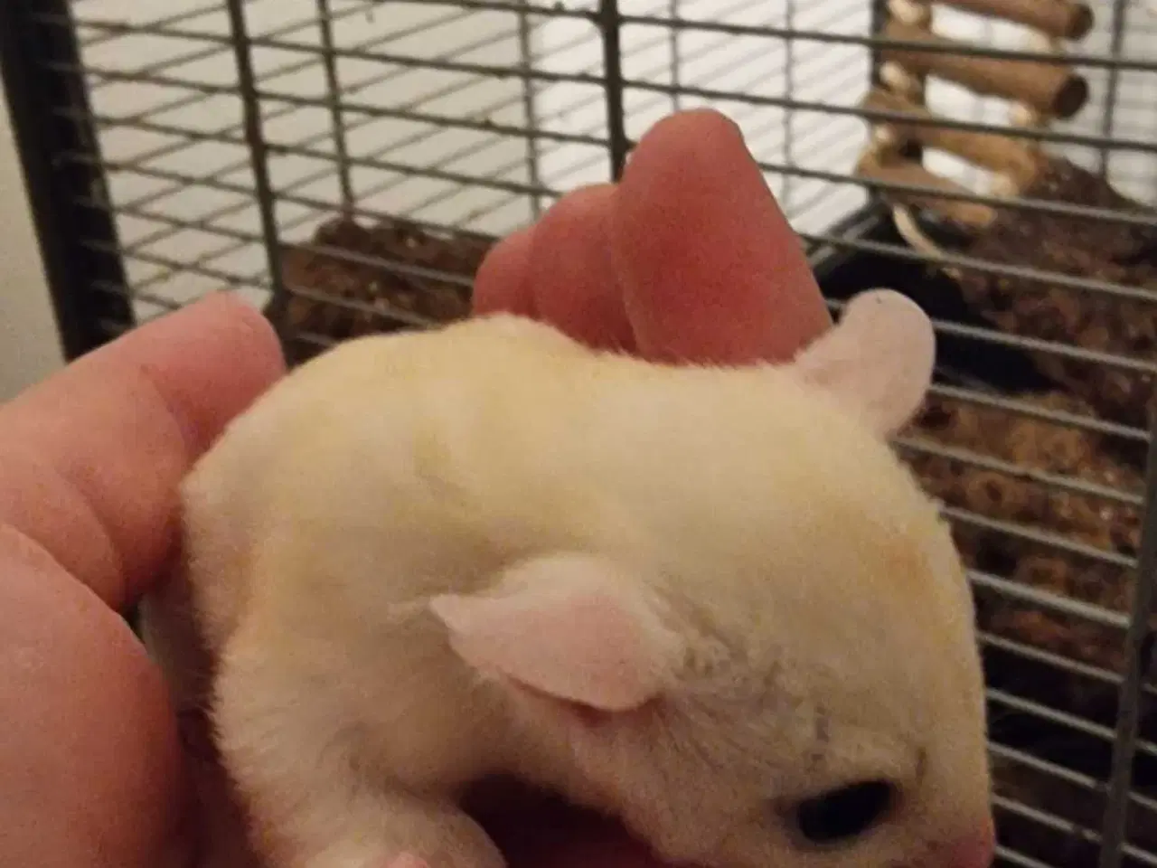 Billede 2 - Sugar Glider