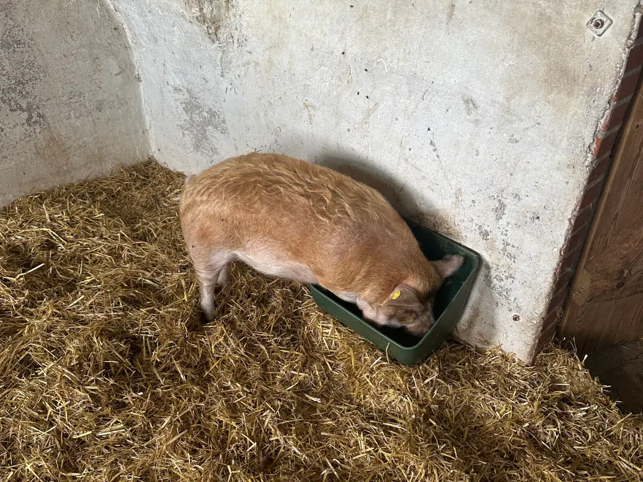 Billede 2 - Gris kune kune 