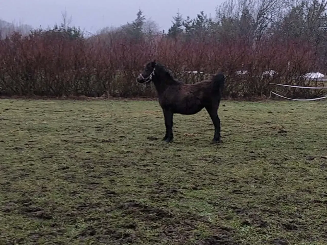 Billede 3 - Welsh mountain føl 