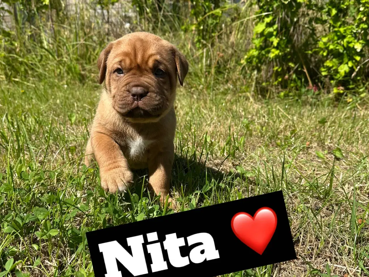Billede 5 - Hvalpe Cane Corso/Douge de Bordeaux 