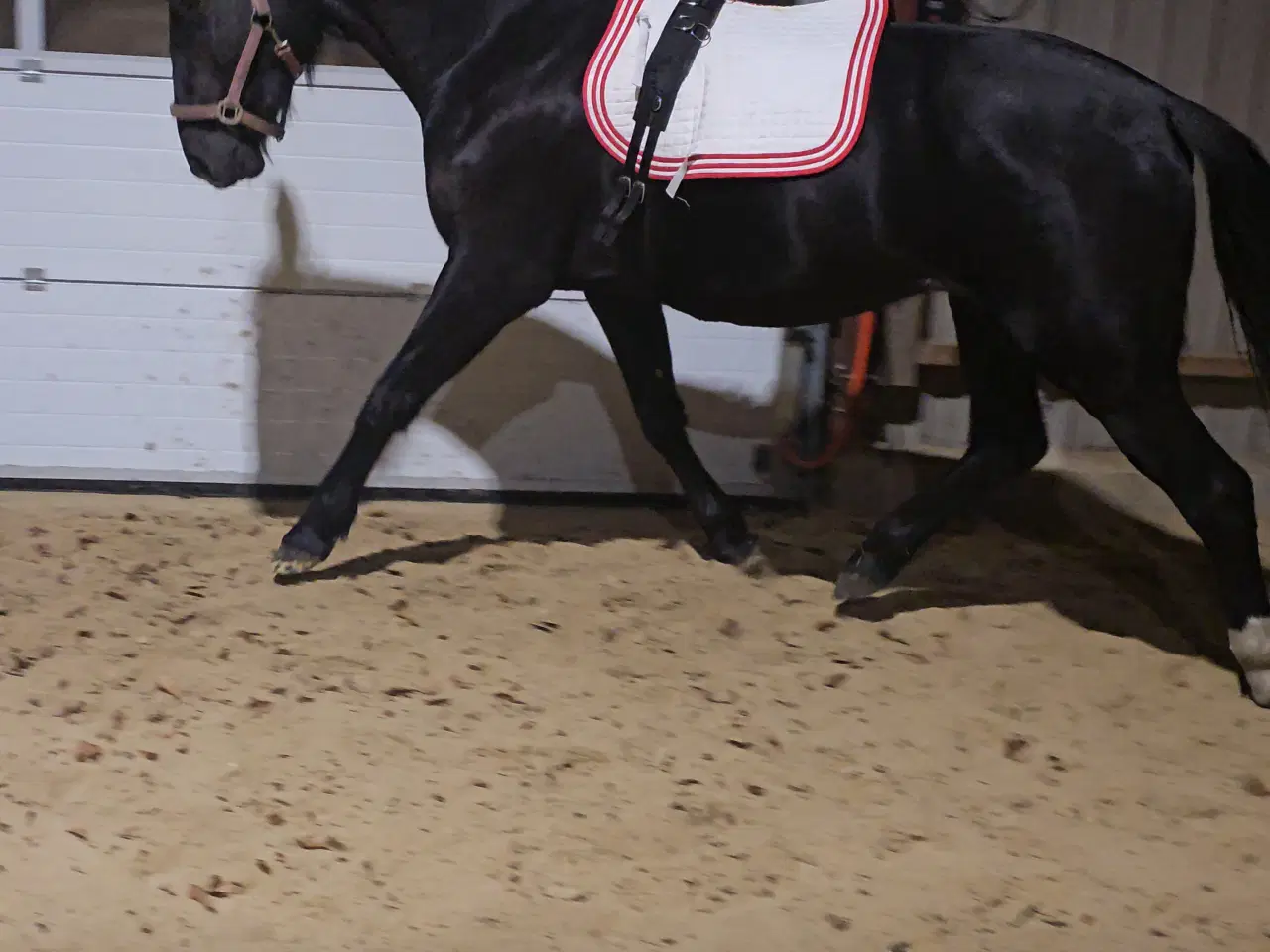 Billede 7 - Hoppe efter Elmer Hornbæk 