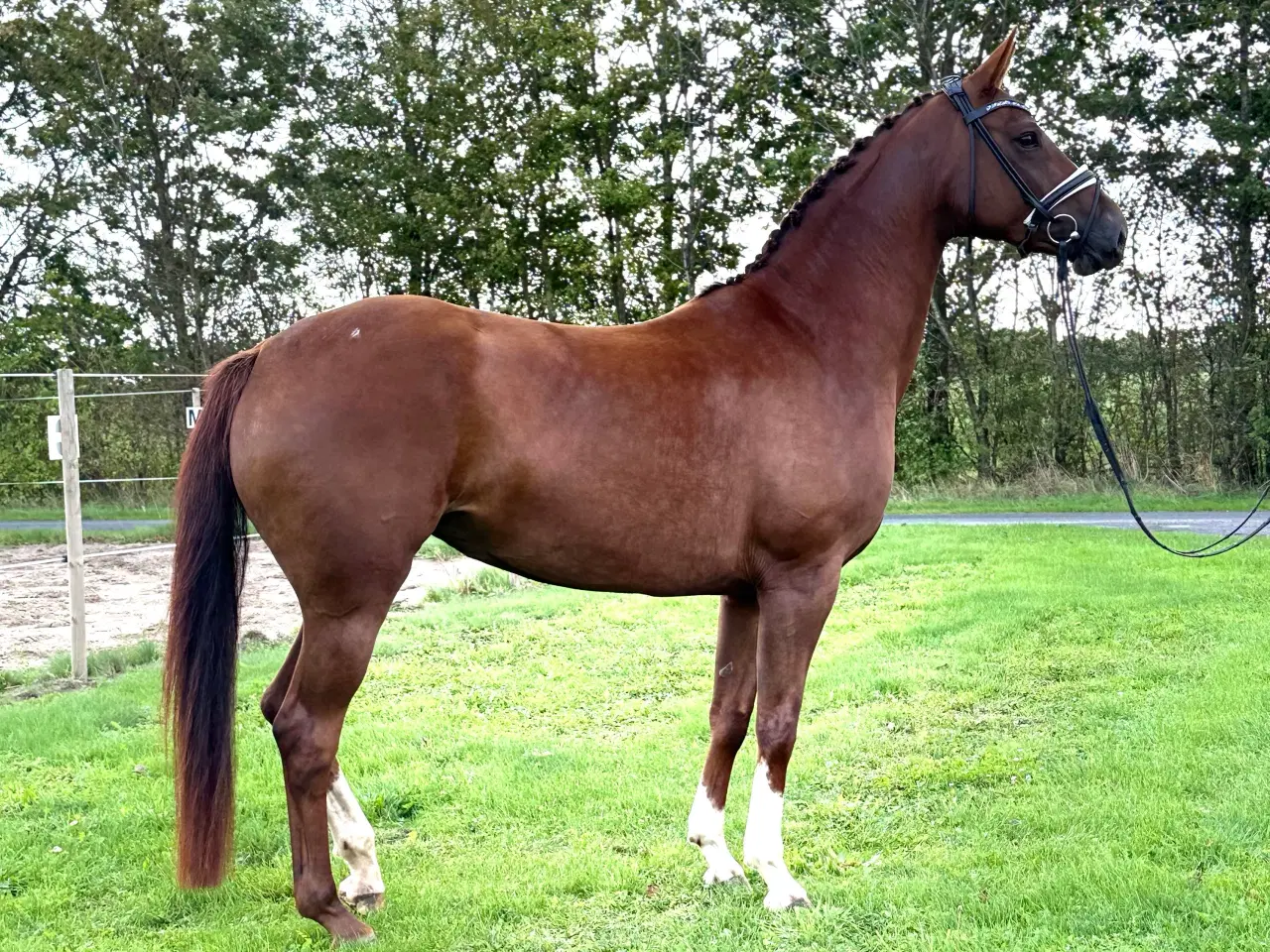 Billede 4 - Smuk DV Hoppe