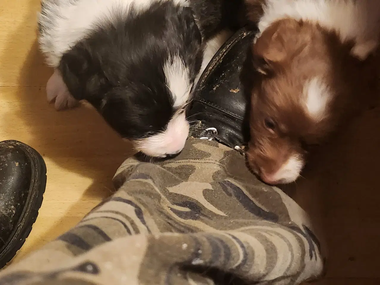 Billede 5 - Border collie/ Australien Shepherd mix