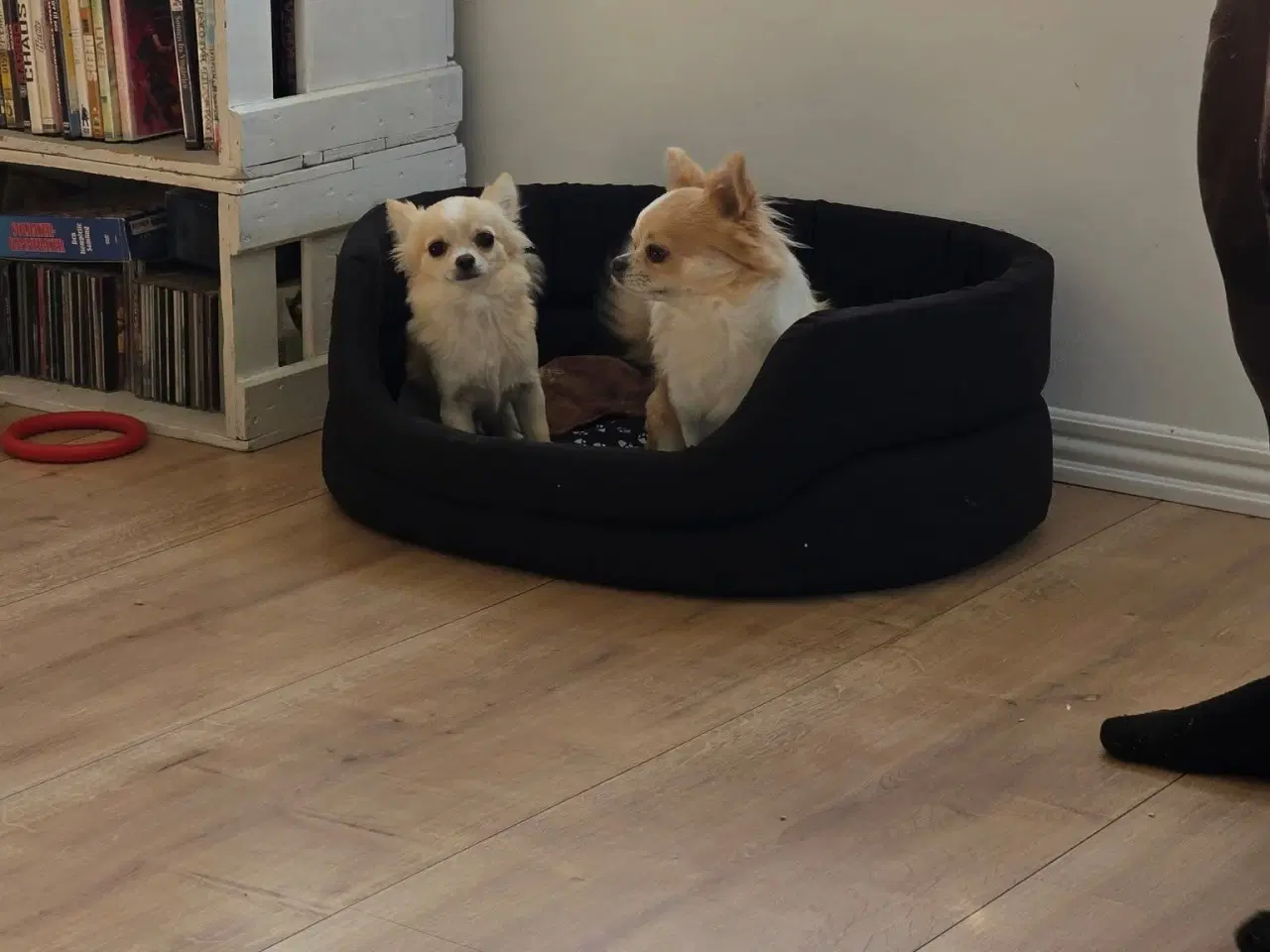 Billede 3 - Chihuahua med dkk stamtavle.