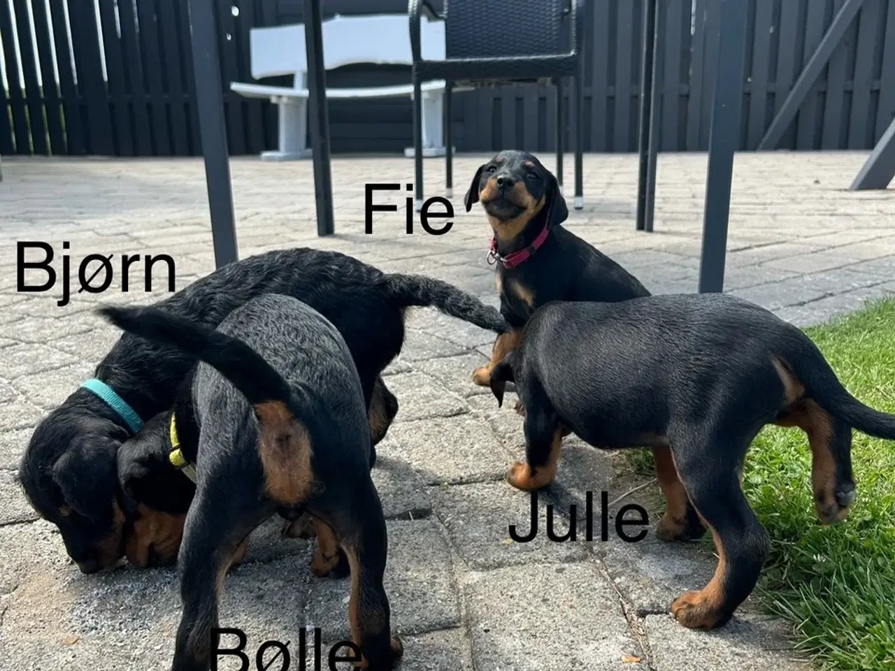 Billede 11 - Tysk jagtterrier hvalpe