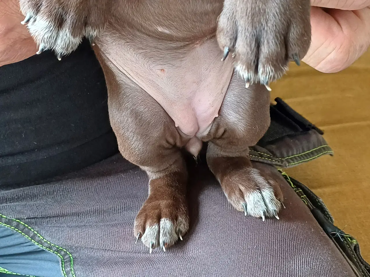 Billede 3 - Tysk korthhåret hønsehund