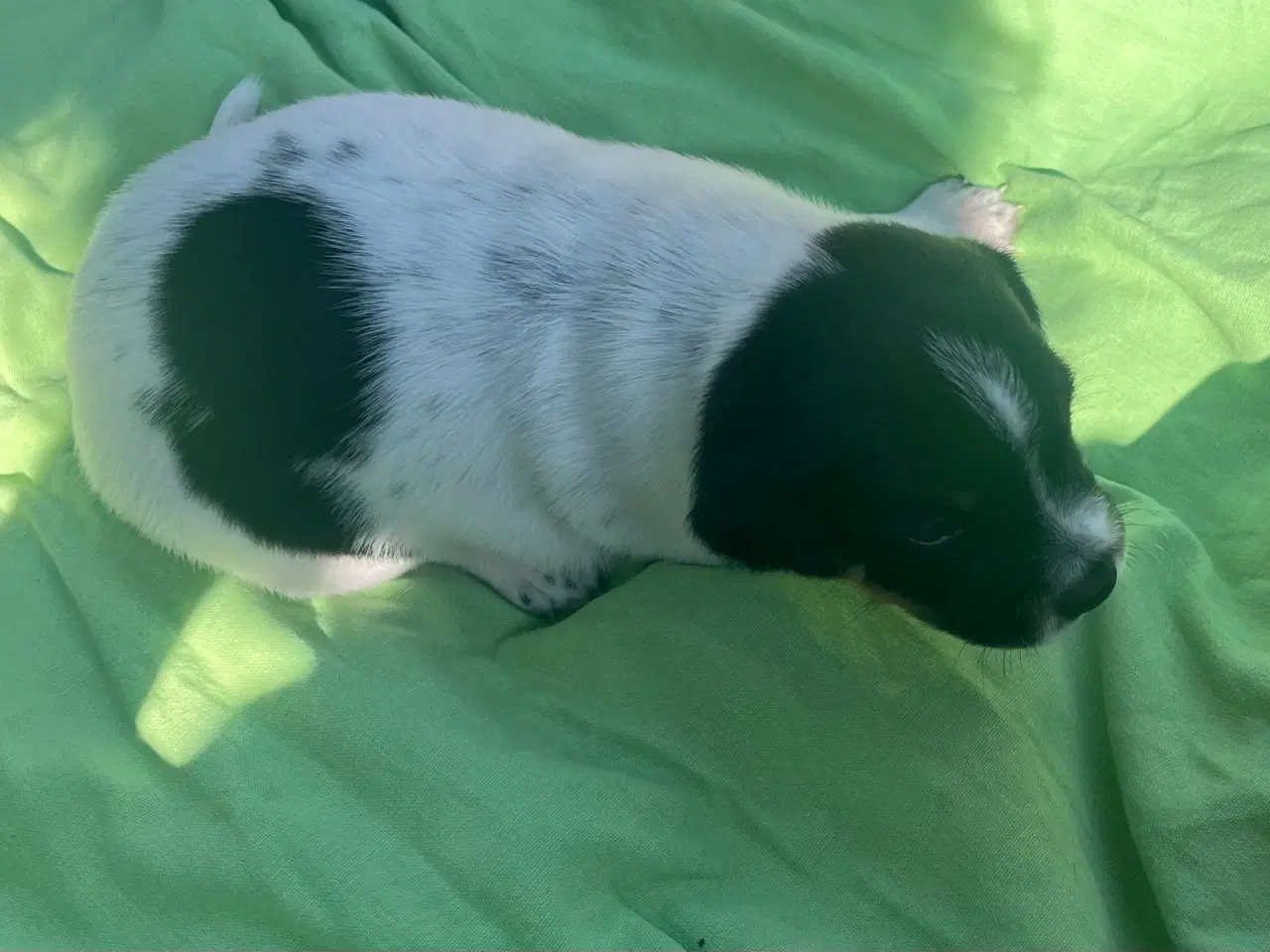 Billede 9 - Dansk-Svensk Gårdhund - hvalpe sælges 