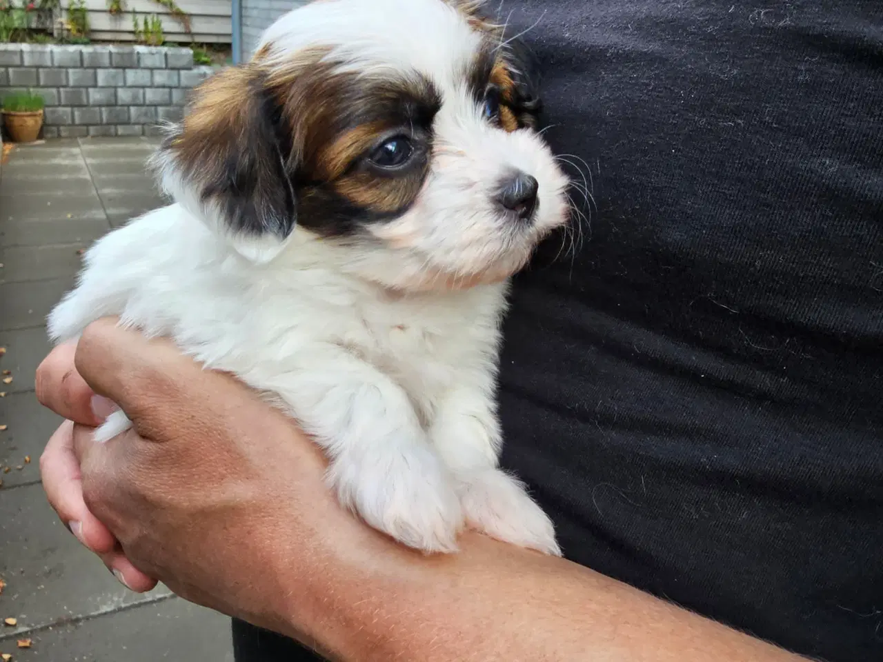 Billede 1 - Ægte Bichon havanais pige