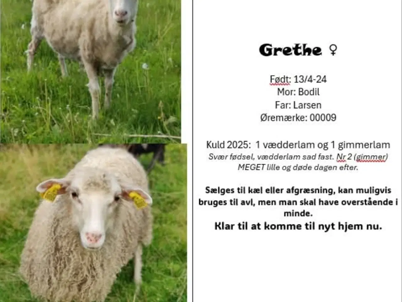 Billede 5 - Spælsau får og vædderlam