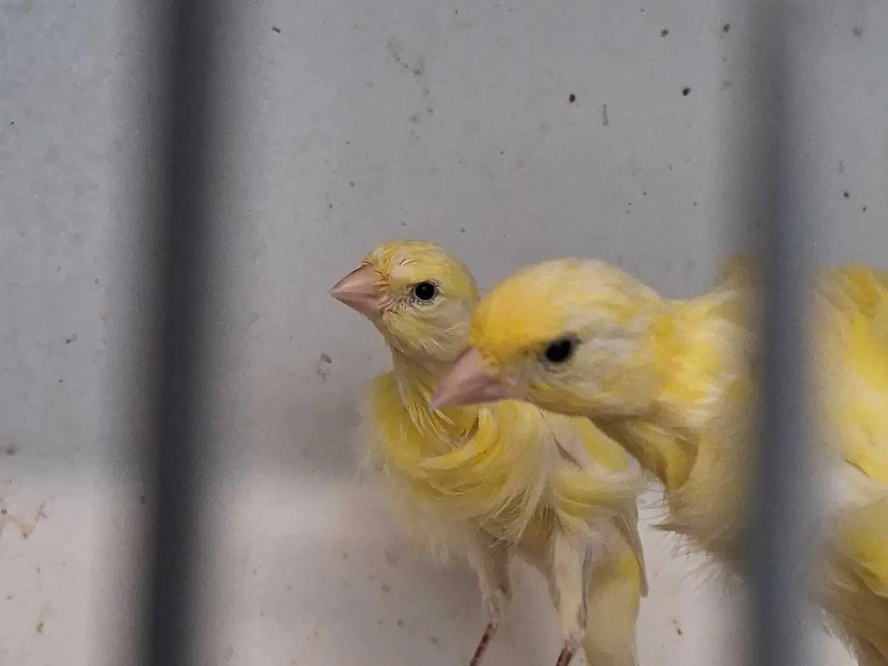 Billede 16 - Special kanariefugle