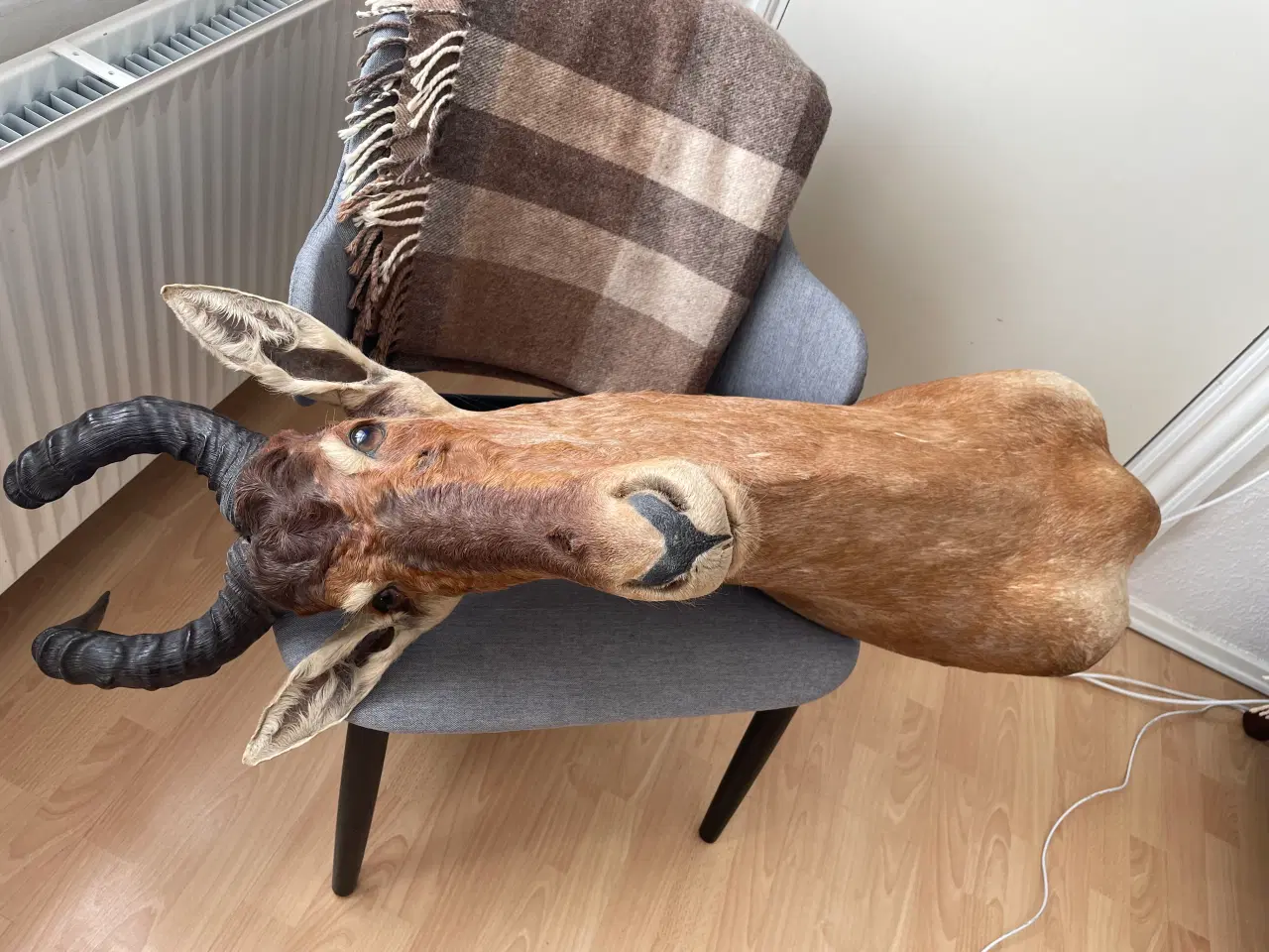 Billede 2 - Trofæ antilope 