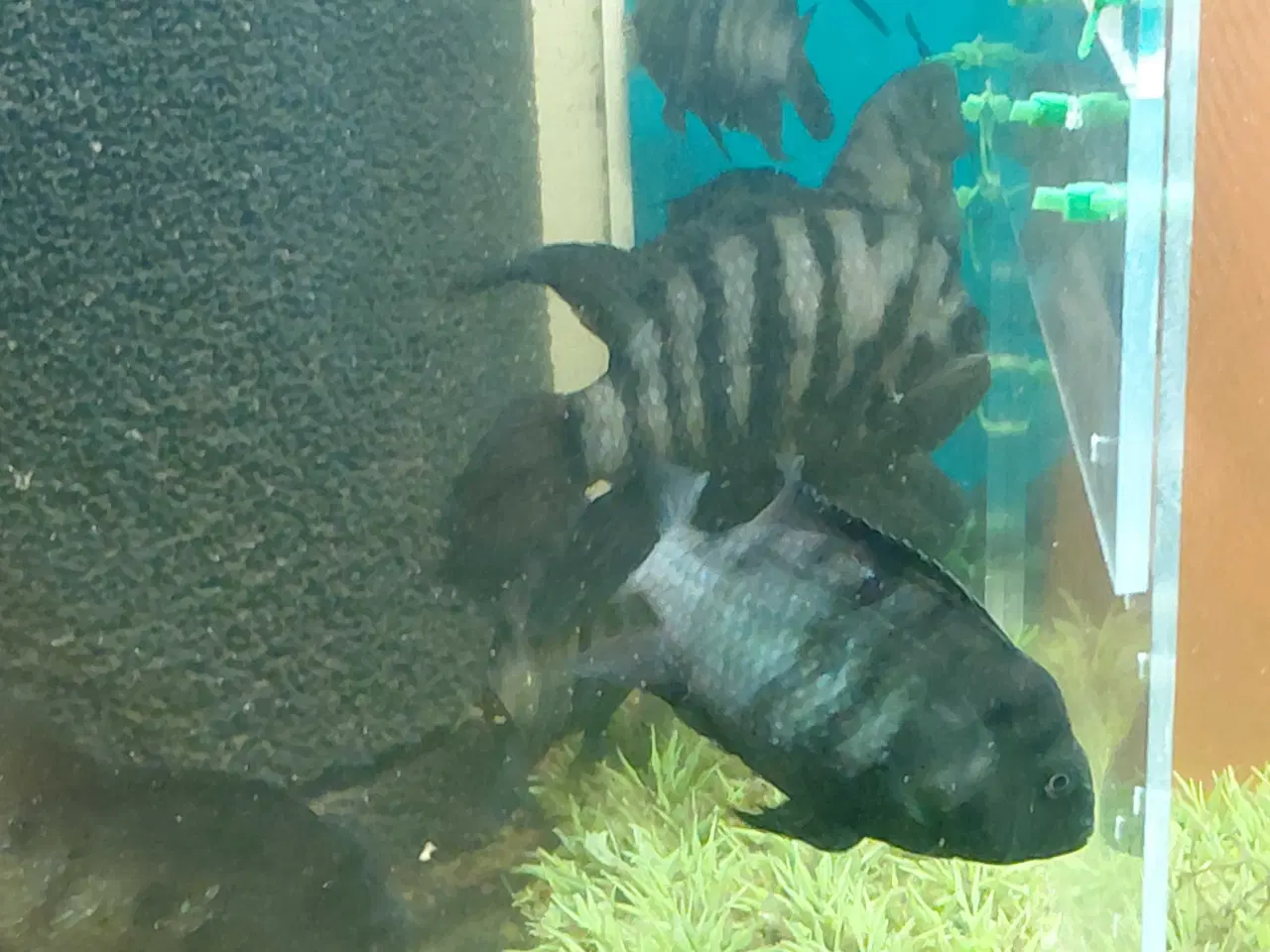 Billede 2 - zebra cichlider