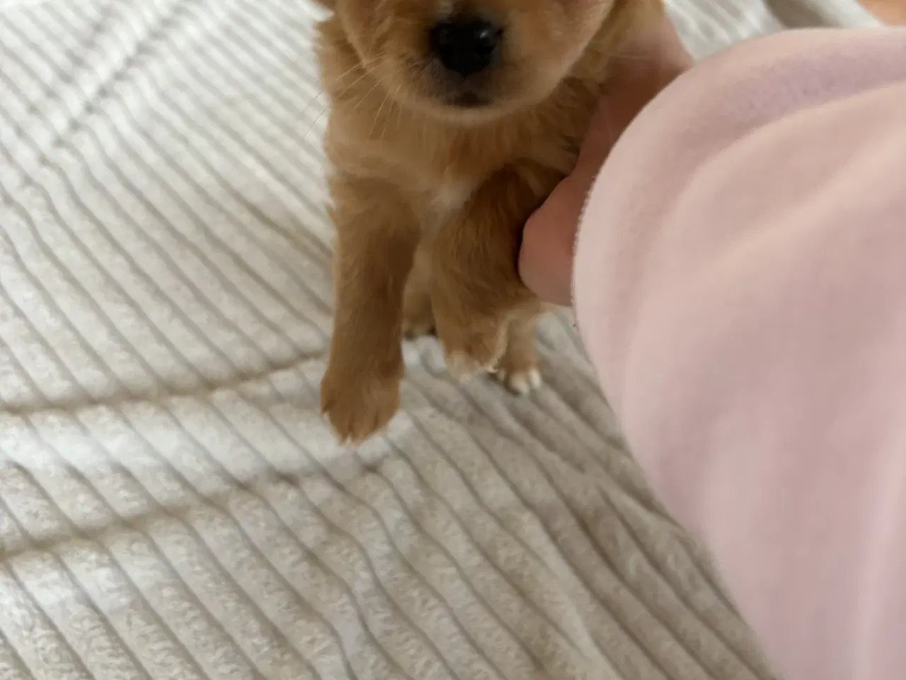 Billede 4 - hunde valpe