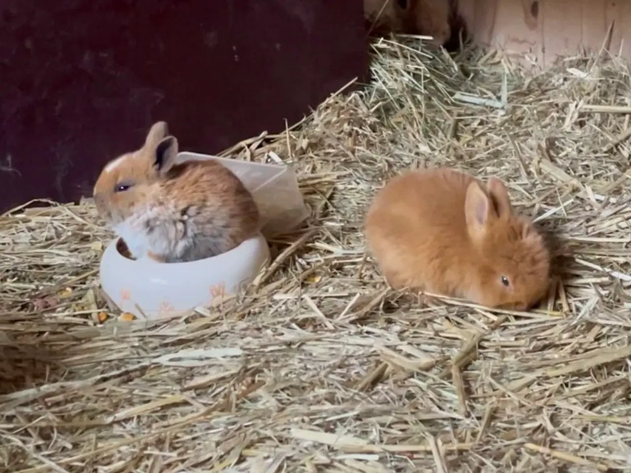 Billede 3 - Kaninunger tamme og tillidsfulde til salg