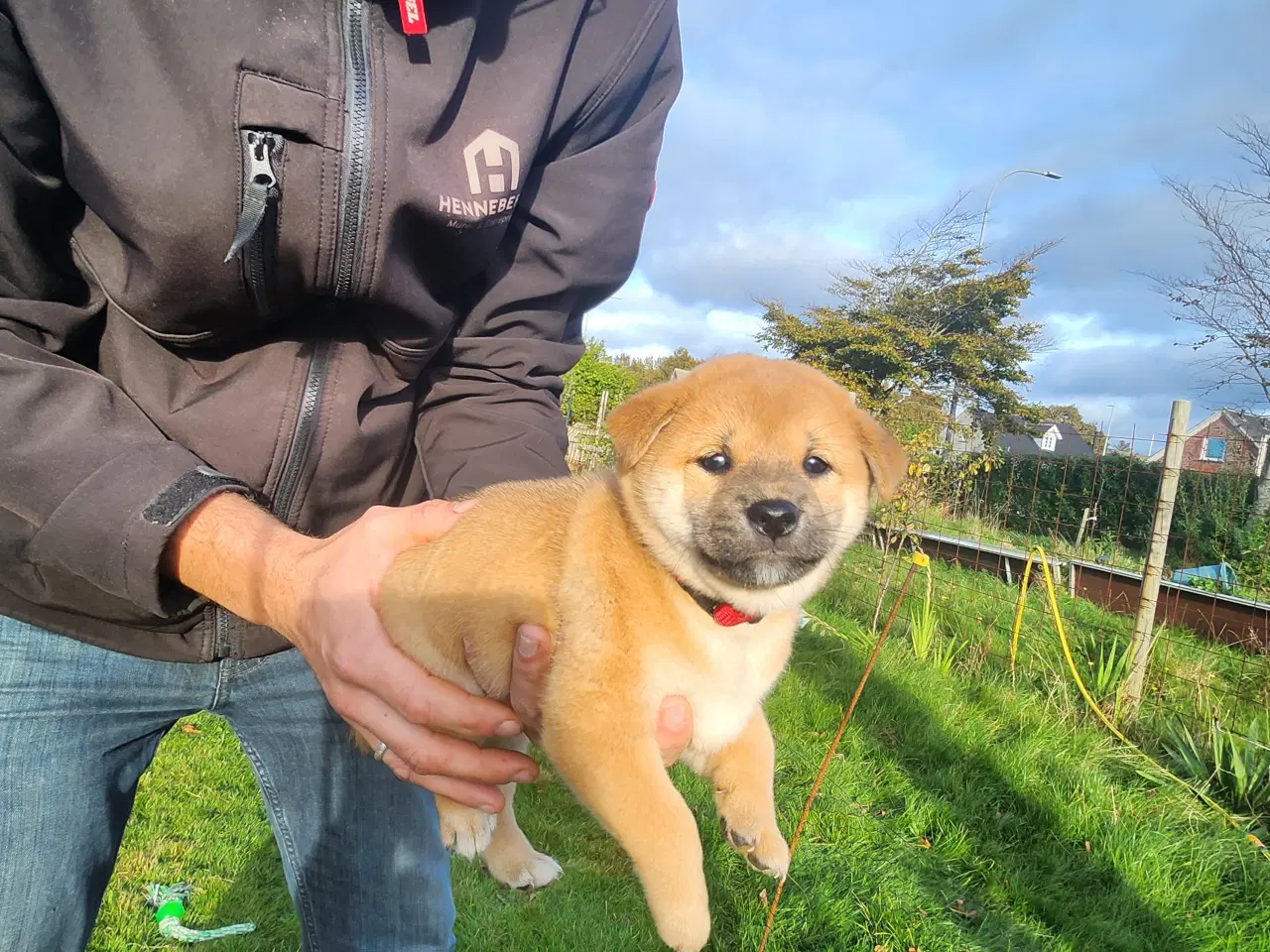 Billede 7 - Shiba inu hvalpe
