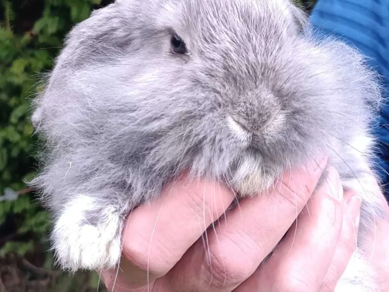 Billede 9 - Minilop/Dværg vædder unger.