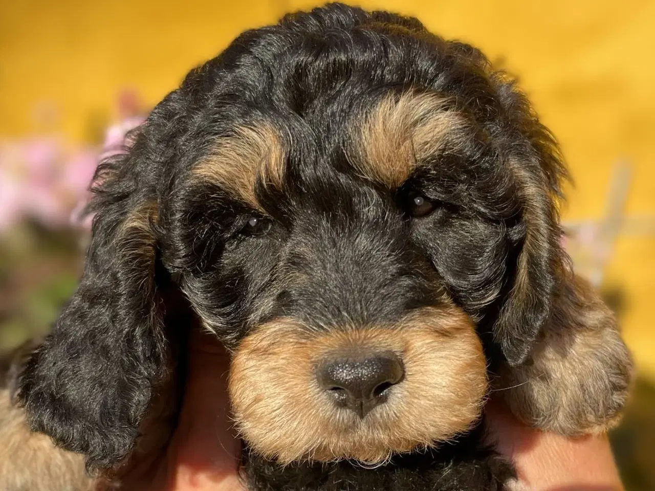 Billede 1 - cockerdoodle, cockerpoo, doodle