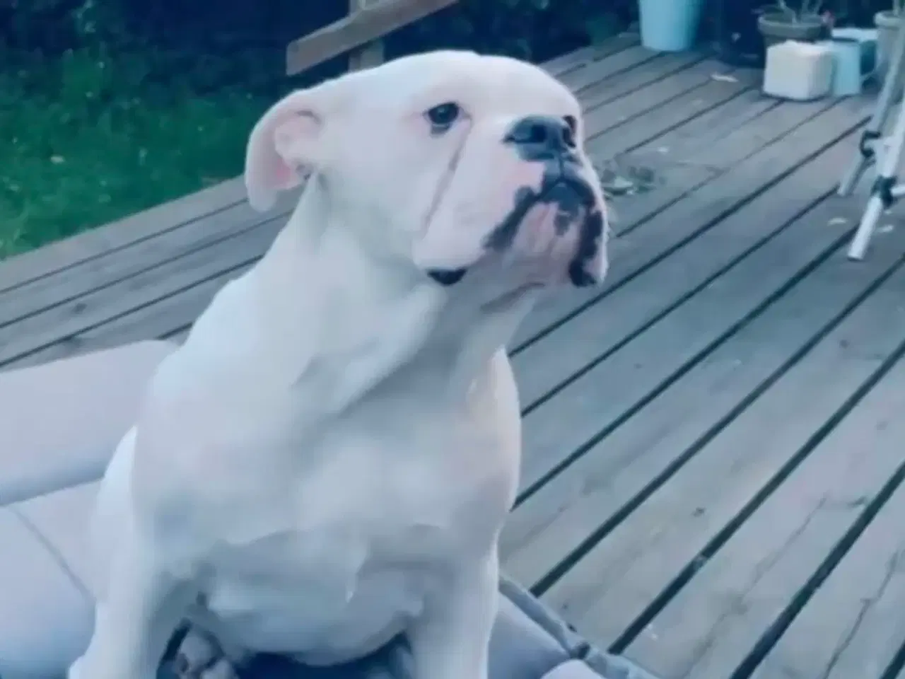 Billede 5 - Olde English bulldog 6 mdr