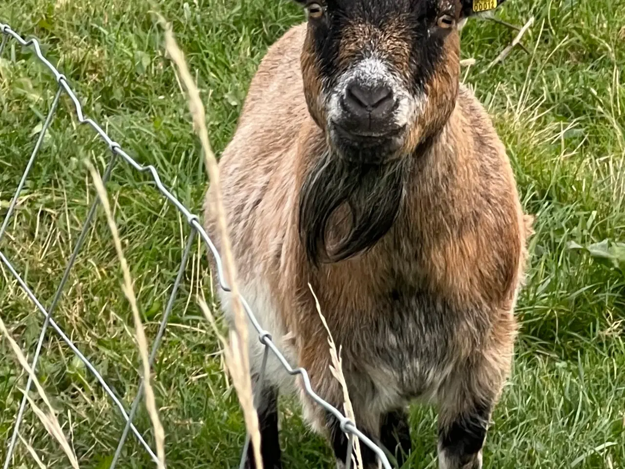 Billede 2 - To dværggeder Mette og Herman