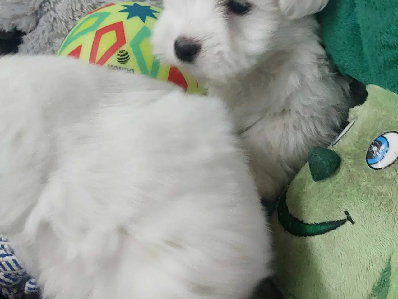 Billede 3 - Coton de tulaer