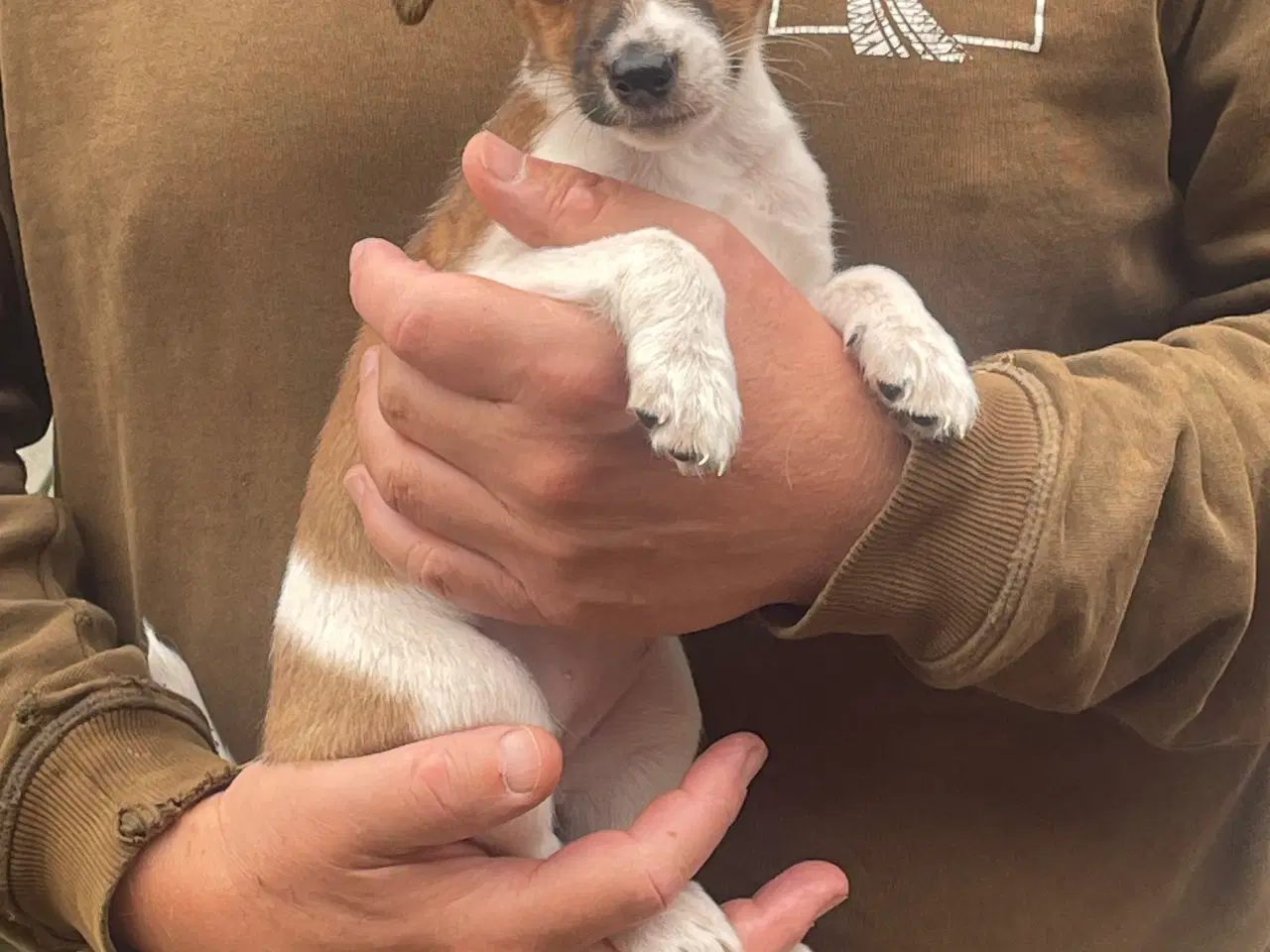 Billede 2 - Dansk svensk gård hundehvalpe