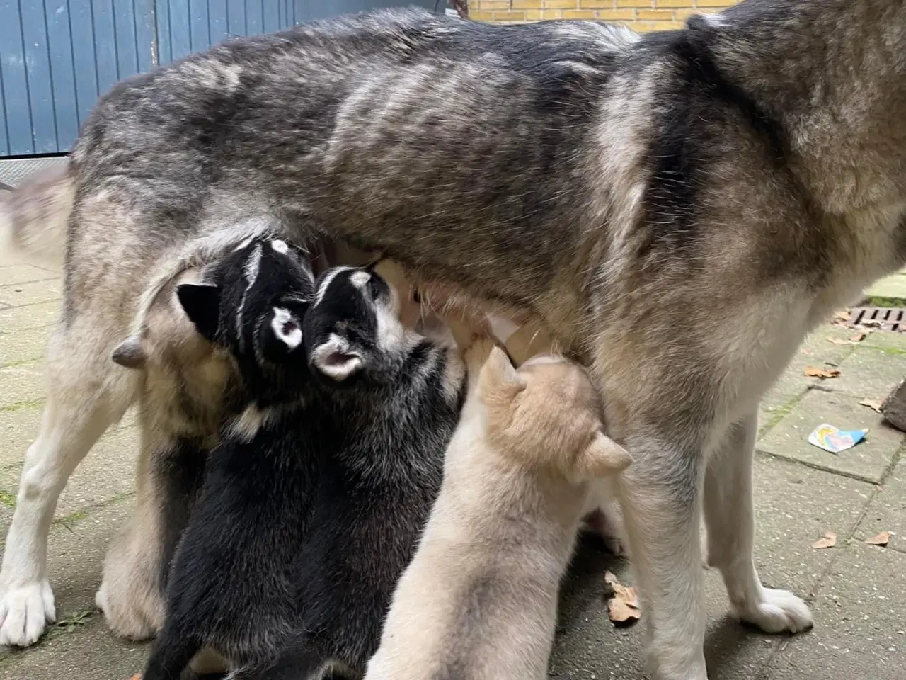 Billede 3 - Lækre husky hvalpe